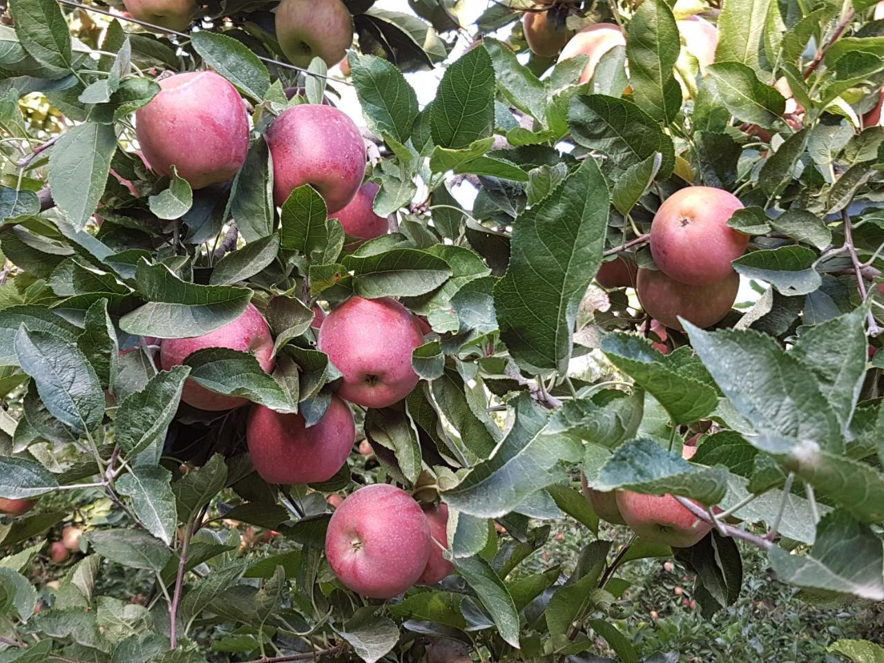 Casa De Campo Flor Dorada 岑特纳里奥 外观 照片